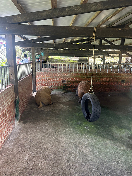 【新北金山景點】鹿羽松牧場x近距離餵食x梅花鹿x水豚x草尼馬