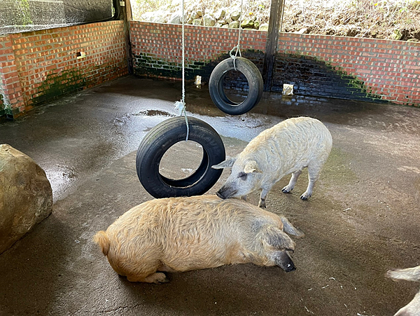 【新北金山景點】鹿羽松牧場x近距離餵食x梅花鹿x水豚x草尼馬