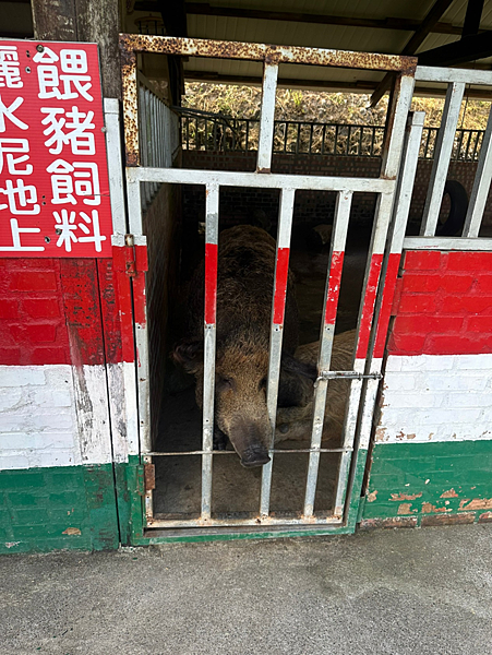 【新北金山景點】鹿羽松牧場x近距離餵食x梅花鹿x水豚x草尼馬