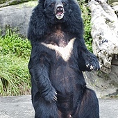 Formosan_black_bear_00550