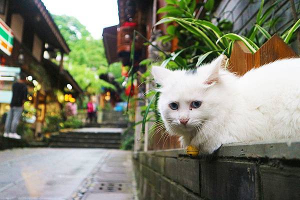 | 四川甘南 | 前往藏區的流水帳