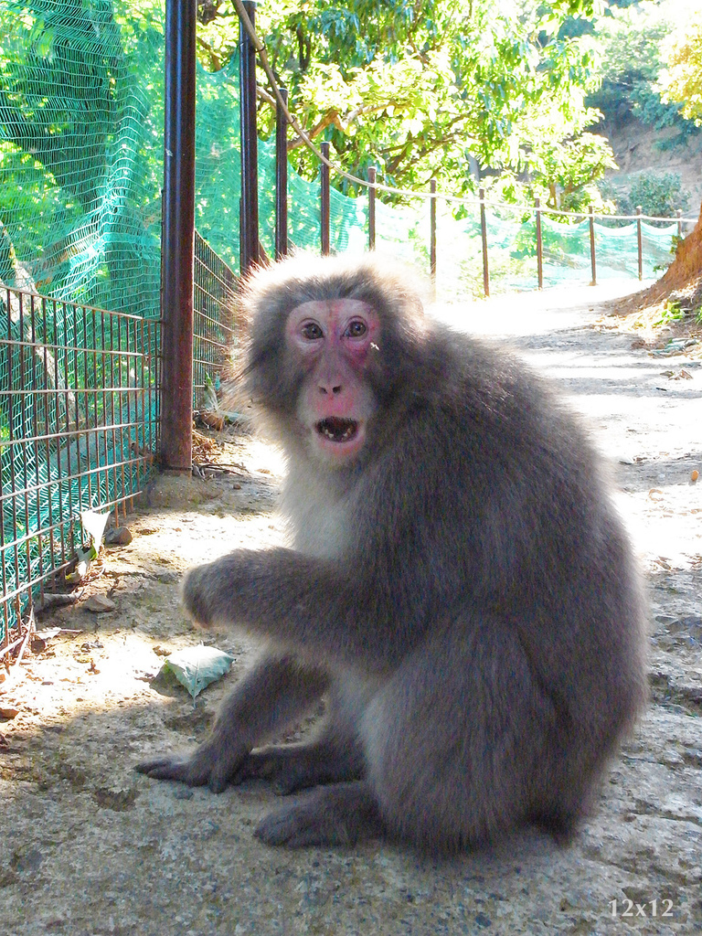 05_岩田山猴子公園.JPG