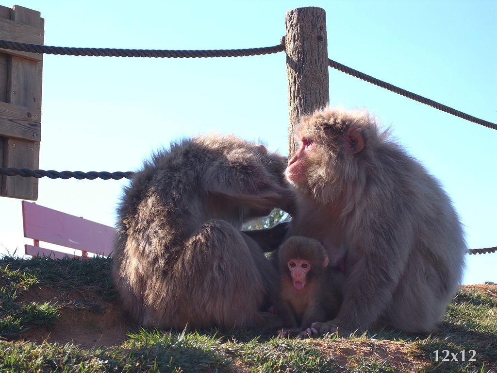 07_岩田山猴子公園.JPG