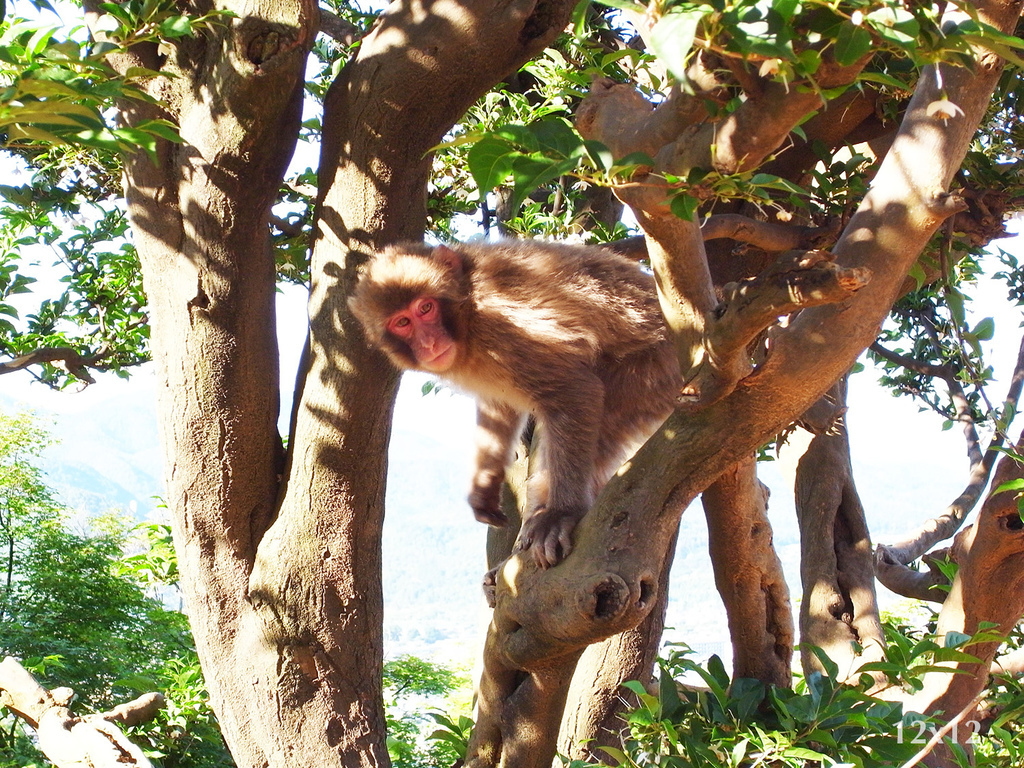 16_岩田山猴子公園.JPG