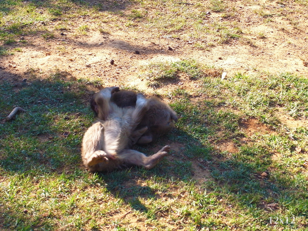 14_岩田山猴子公園.JPG