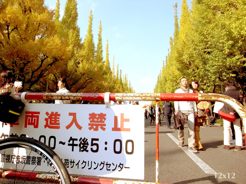 | 日本東京 | 神宮外苑 如果不跑步那就在銀杏樹下散步吧