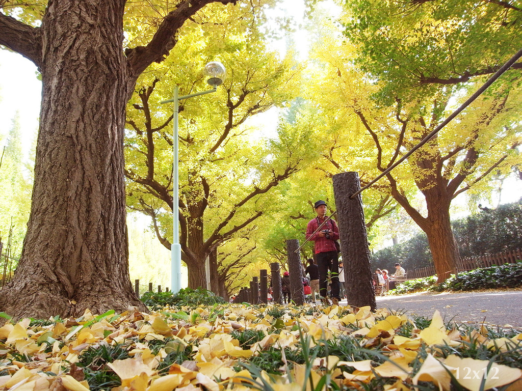 | 日本東京 | 神宮外苑 如果不跑步那就在銀杏樹下散步吧