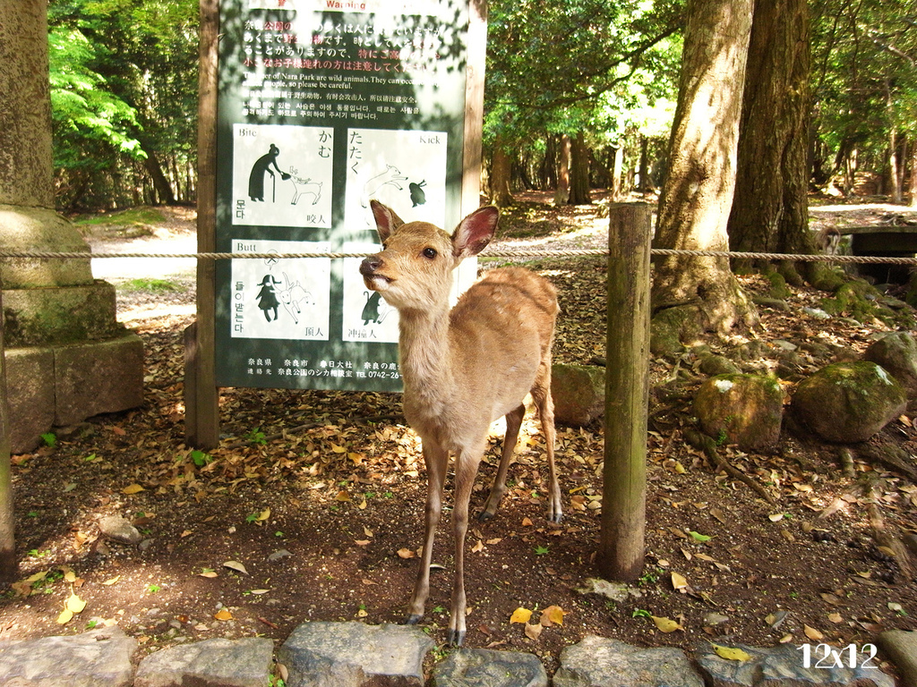 23奈良公園.JPG