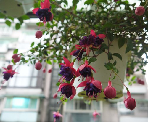 芭蕾舞孃 吊鐘花 平凡的幸福 花時間 愛手作 痞客邦