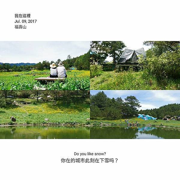 福壽山-貓耳菊06.jpg