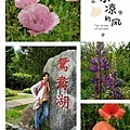 福壽山-貓耳菊09.jpg