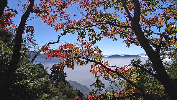 2020 台中。大雪山賞楓06.jpg