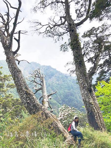 2021 福壽山。蘋果花_合歡溪步道團露[86露]49.jpg