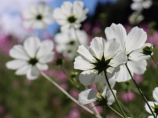 ［９１露］福壽山．波斯菊 04.jpg