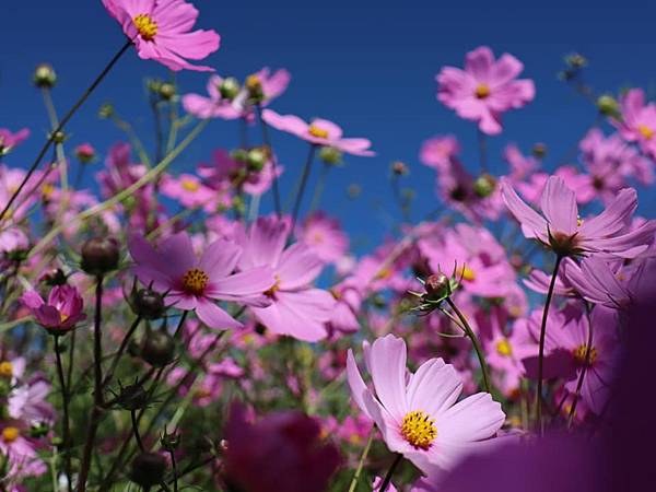 ［９１露］福壽山．波斯菊 14.jpg