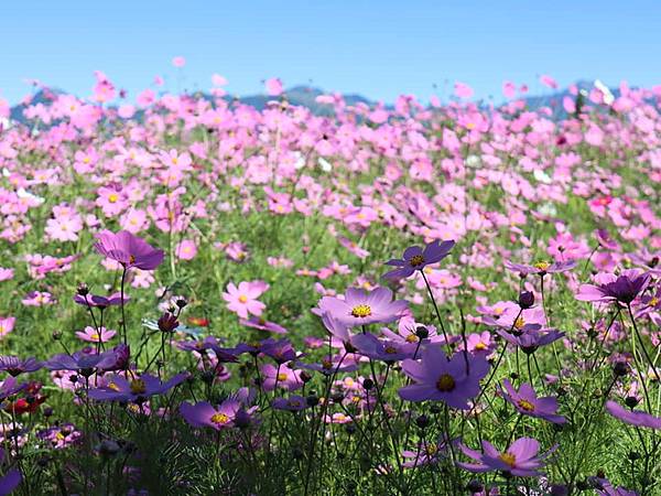 ［９１露］福壽山．波斯菊 15.jpg