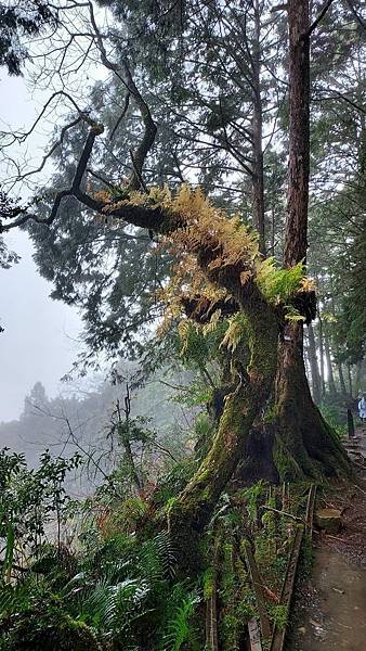 沒有下雪的太平山09.jpg