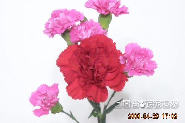 花DSCN4268.jpg