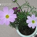 花RSCN0718.jpg