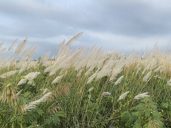 大內橋芒草4.JPG