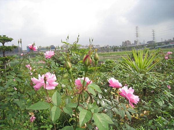 2014-01-12香格里拉 (1)