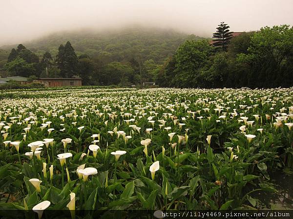 2014-04-02陽明山海芋 (3).JPG