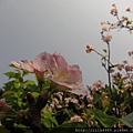 20140405撫遠公園的櫻花 (5).JPG