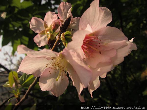 20140405撫遠公園的櫻花 (10).JPG