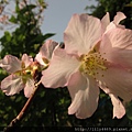 20140405撫遠公園的櫻花 (9).JPG