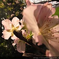 20140405撫遠公園的櫻花 (11).JPG