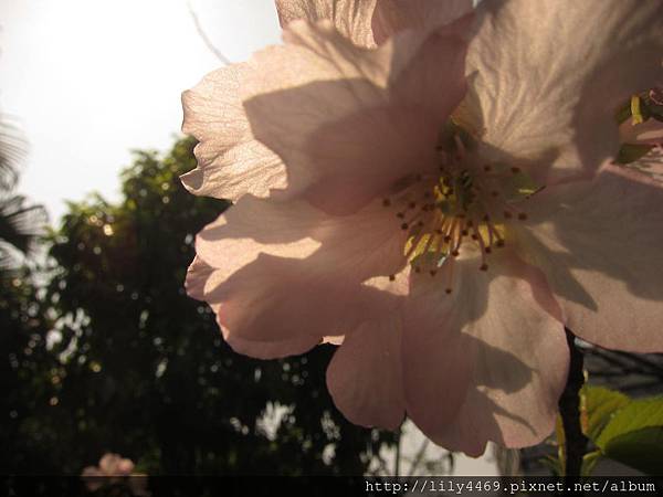 20140405撫遠公園的櫻花 (8).JPG