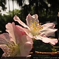 20140405撫遠公園的櫻花 (13).JPG