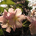 20140405撫遠公園的櫻花 (15).JPG