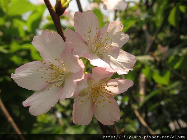 20140405撫遠公園的櫻花 (16).JPG