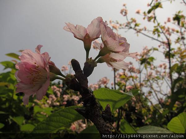 20140405撫遠公園的櫻花 (18).JPG