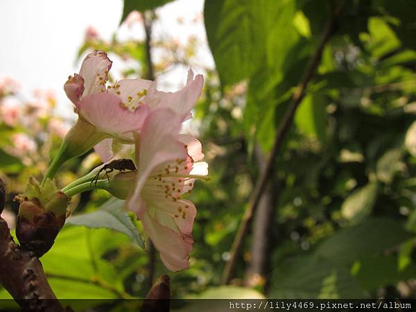 20140405撫遠公園的櫻花 (19).JPG