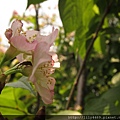 20140405撫遠公園的櫻花 (19).JPG