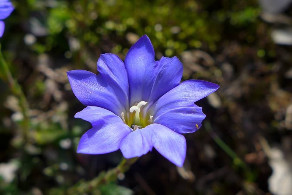 阿里山龍膽