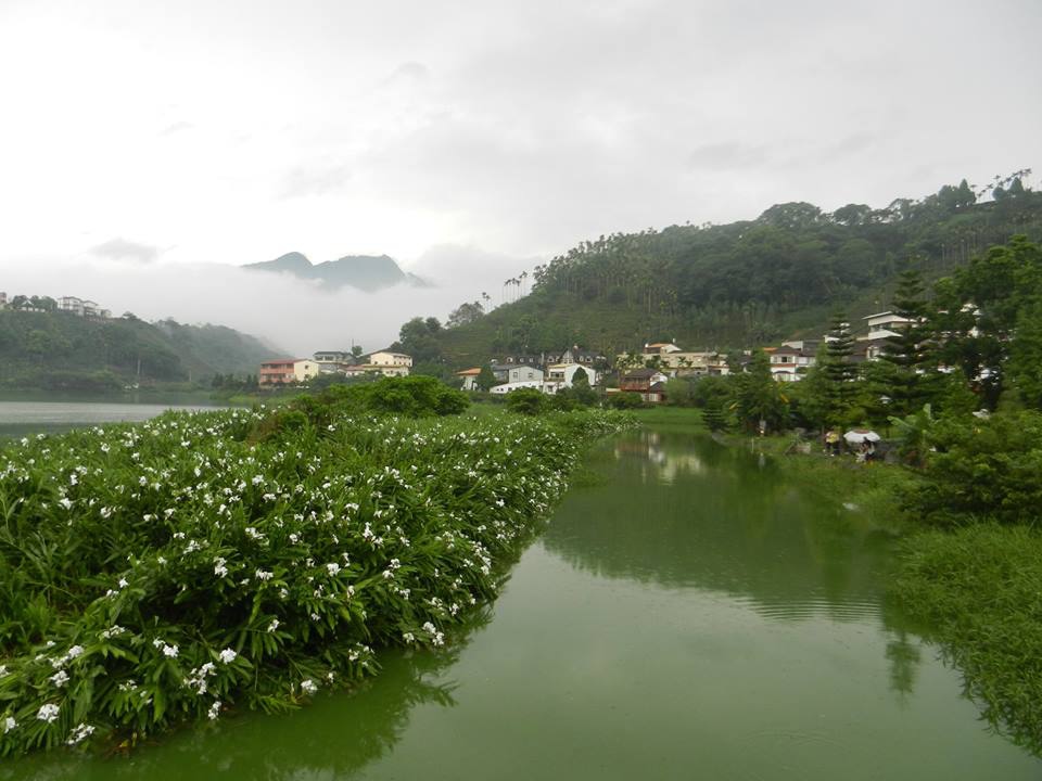 阿雪鹿谷麒麟潭的野薑花 (1).jpg