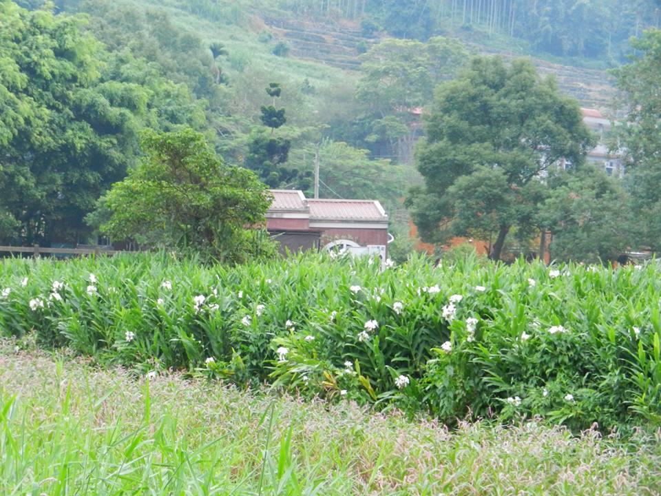 阿雪鹿谷麒麟潭的野薑花 (12).jpg