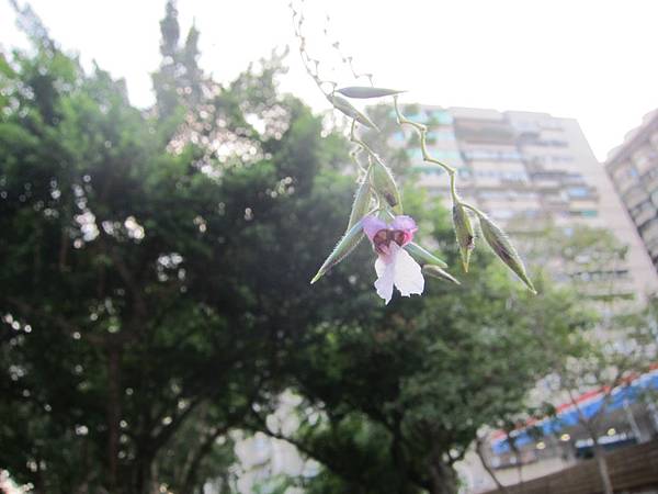 垂花水竹芋 (1).JPG