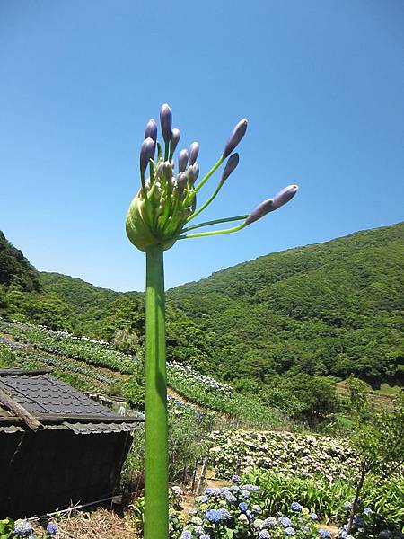 20150518(一)陽明山竹仔湖 (107).JPG