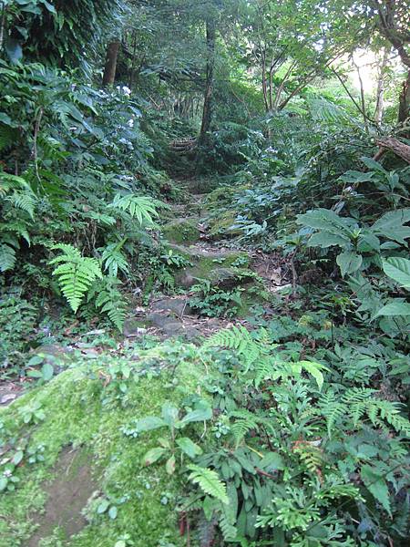 170101砲子崙登山步道