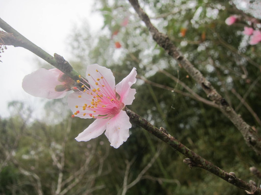 20170205櫻木花道