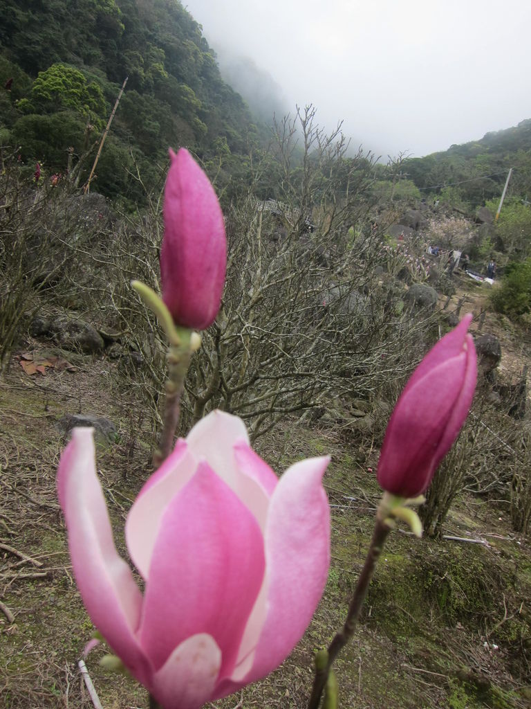 170319淡水楓樹湖辛夷花