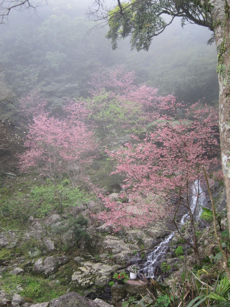 170319淡水楓樹湖瀑布人家櫻樹林