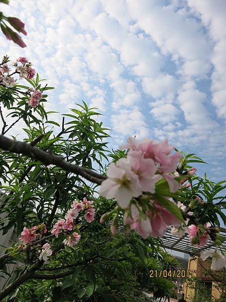 170420葉家空中花園吉野櫻