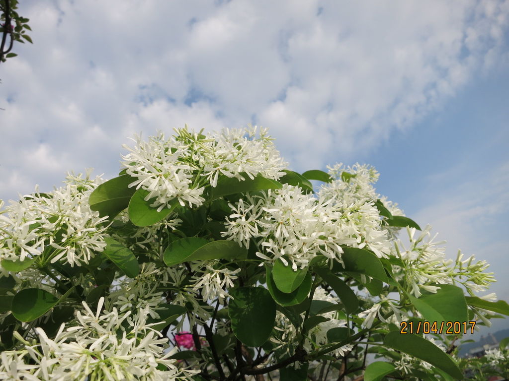 170420葉家空中花園白流蘇