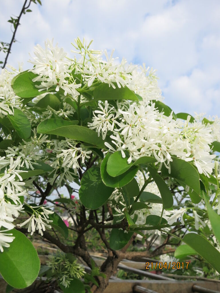 170420葉家空中花園白流蘇