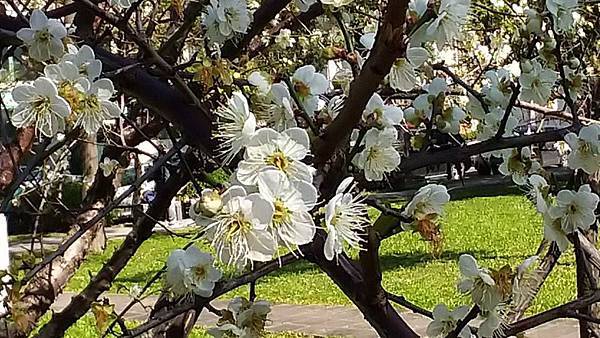 180114下午民生公園白梅換姊攝